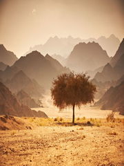 Desert Storm Desert Novel