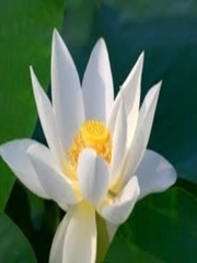 Primordial Lotus Book