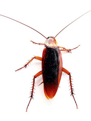Read Gross Mutant Cockroaches Inhabited By Space Parasites - Cnetta803 -  Webnovel