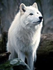 immortal wolf