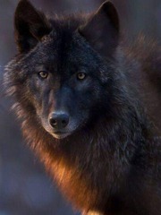 werewolf stories