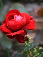 The Singular Rose The Little Vampire Novel