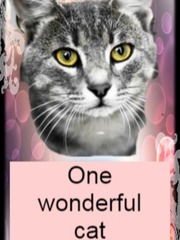 One Wonderful Cat Save The Cat Beat Sheet Novel