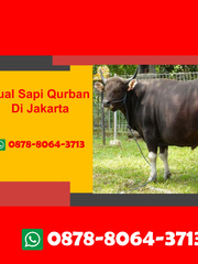 WA 0878-8064-3713, Harga Sapi Qurban Jakarta Selatan Book