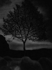 Raven-black Tree One Tree Hill Novel